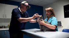 ophtalmologue vétérinaire Le Mans Sarthe infin&lsquo;Vet