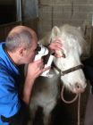 ophtalmologie cheval Philippe infini&lsquo;Vet
